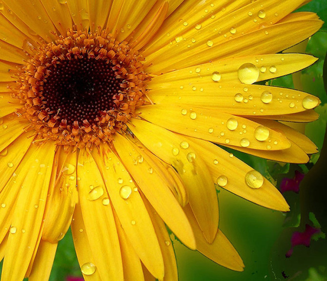 gerbera